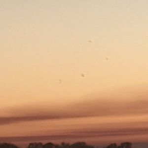 Meet your Posher, Bella